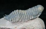 Beautifully Preserved Crotalocephalina Trilobite - #13904-1
